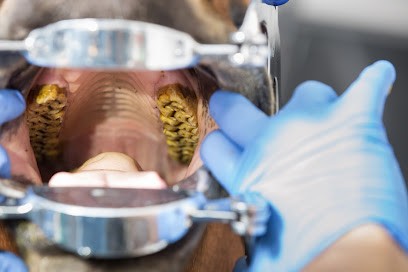 François Dall'Osteria - Dentiste équin, Dentiste à Rochetaillée-sur-Saône