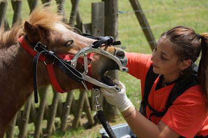 Henna Monnet Technicienne Dentaire Equin Dentiste à Montluel