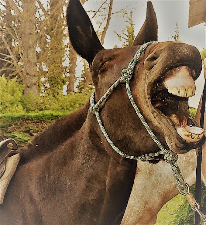 SARL HIPPO-DENTS, Dentiste à Escaudes