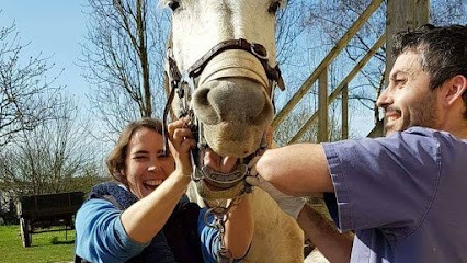 Hippoteos - Technicien Dentaire Equin Agréé & Conventionné, Dentiste aux Montils
