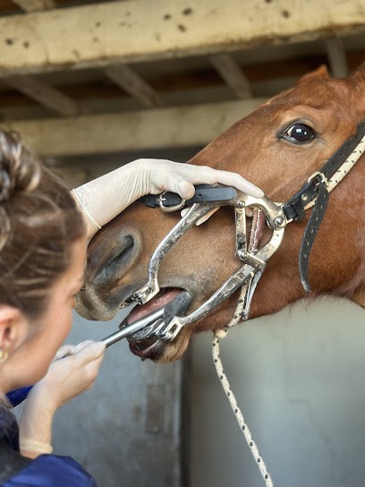 Jade Rouquet - Dentiste Equin, Dentiste à Saint-André-de-Sangonis