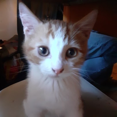 Rouzot Emmanuel SCM des Chirurgiens Dentistes, Dentiste à Cabestany