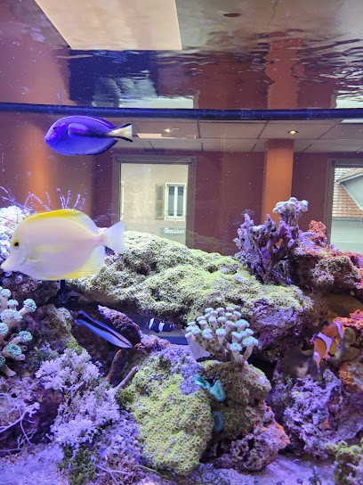 Cabinet Dentaire des Aiguilles de Warens, Dentiste à Sallanches